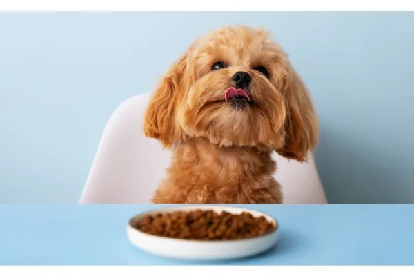Por que a nutrição é a chave para a saúde e longevidade dos pets